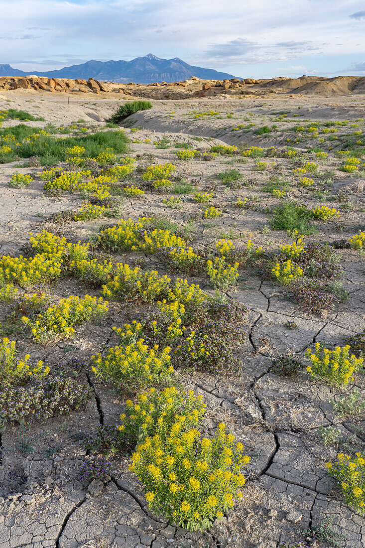 Palmer's Bee Plant & Low Scorpionweed blühen in der Caineville Wüste nahe Hanksville, Utah. Dahinter sind die Henry Mountains zu sehen.
