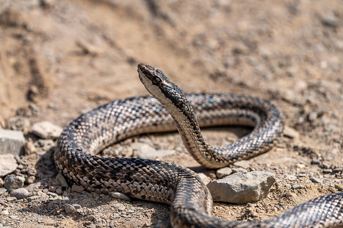 Eine Mousehole Snake, Philodryas trilineata, sonnt sich im El Leoncito National Park in Argentinien.
