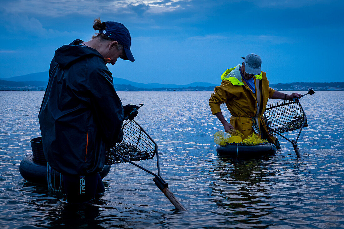 Shellfishing, workers collecting shellfish at the Arenal beach in the Ria of Arosa, in Pobra do Caraminal, Spain