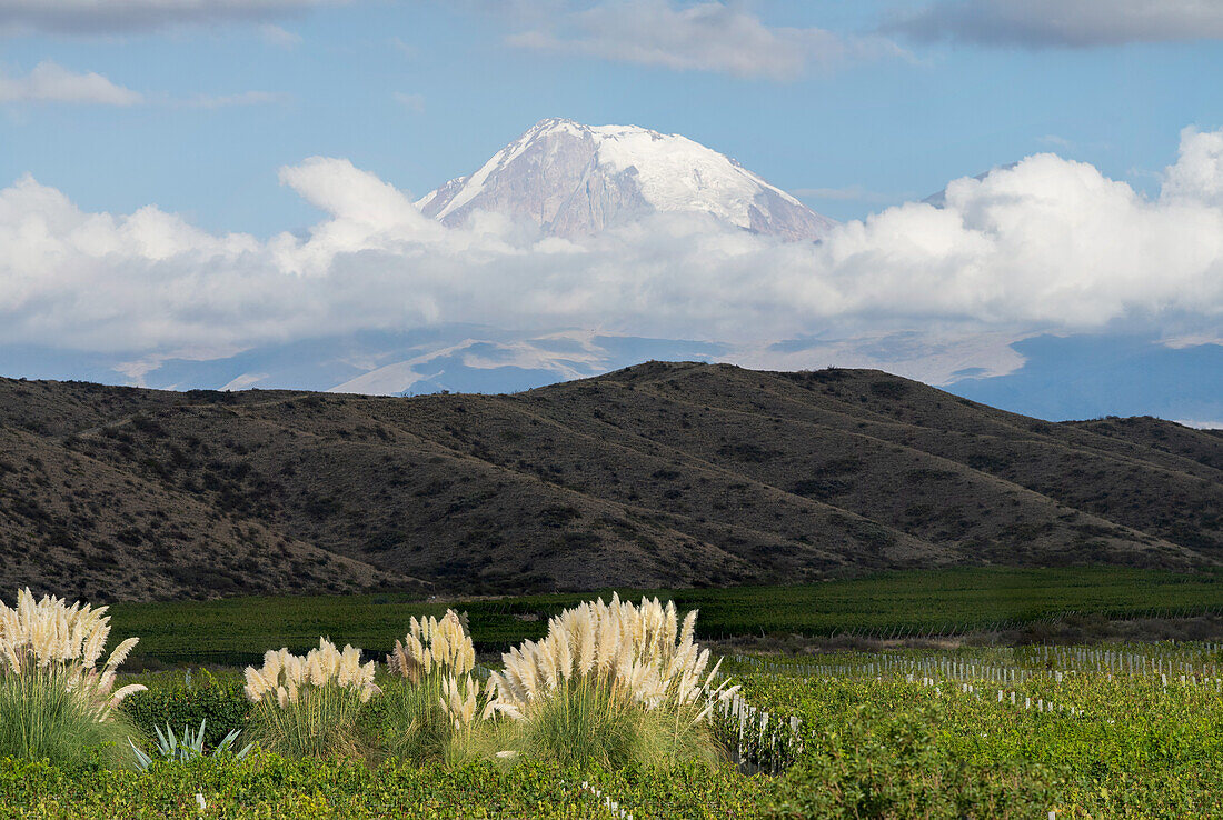 Morgenlicht beleuchtet den Vulkan Tupungato in den Anden in der Provinz Mendoza, Argentinien, mit Weinbergen im Vordergrund.