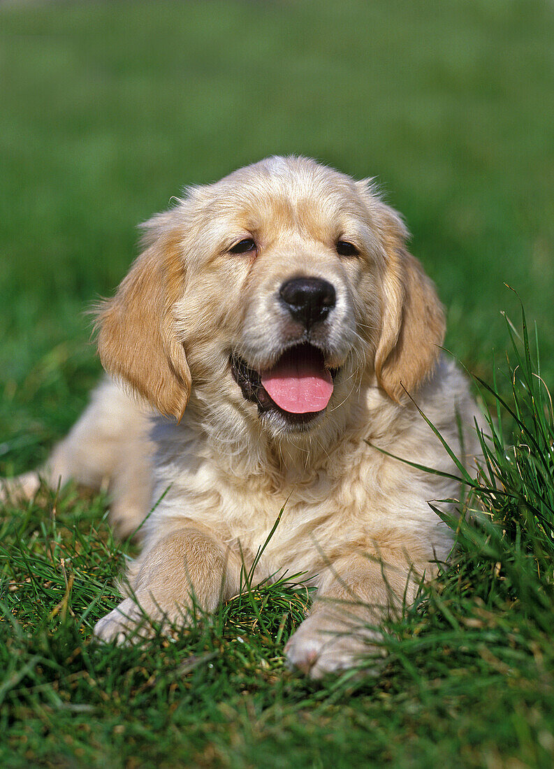 Golden Retriever, Pup laying on Grass