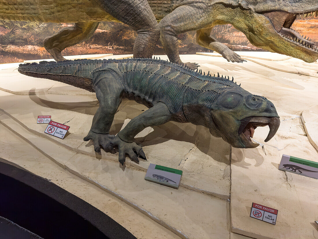 Modell von Hyperodapedon sanjuanensis, einem Dinosaurier aus der Triaszeit, im Museum des Ischigualasto Provincial Park in Argentinien.