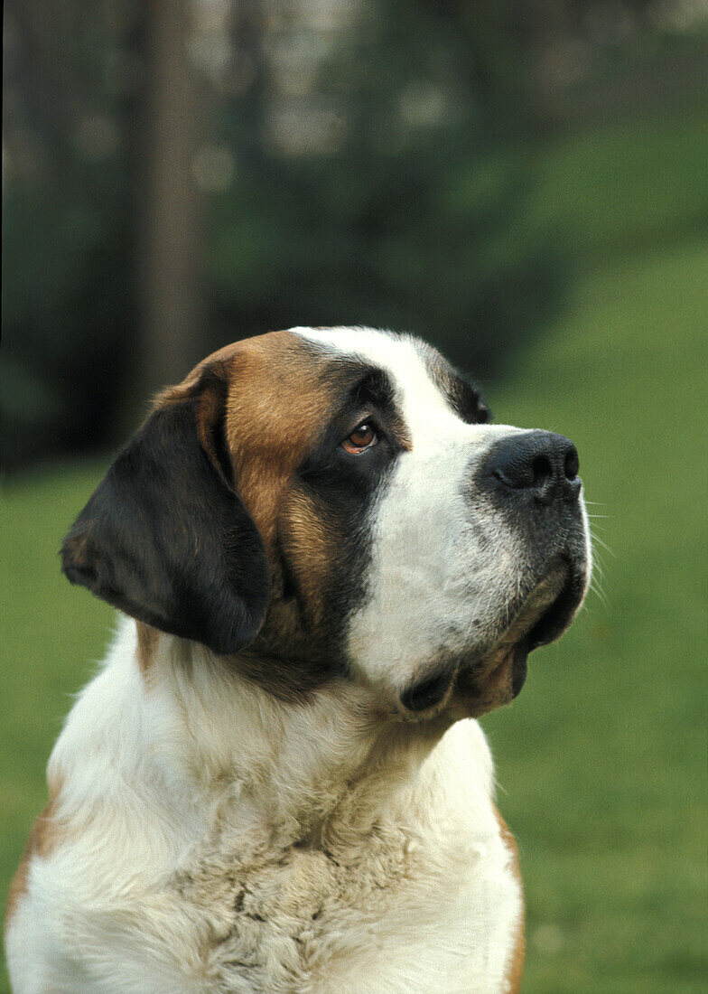 Saint Bernard Dog, Portrait of Adult