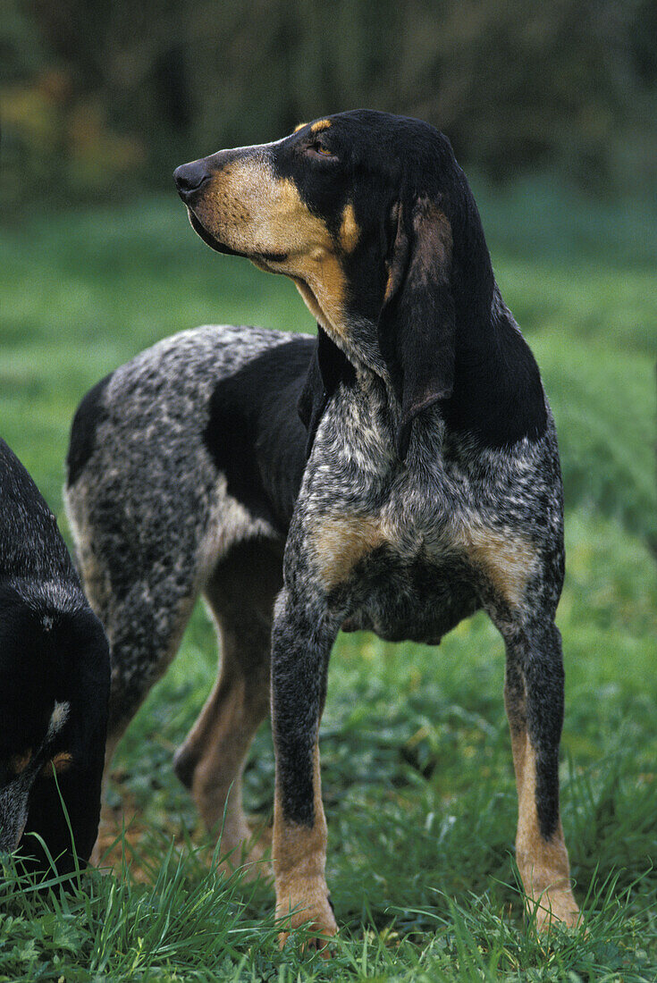 Kleiner blauer Gascogne-Hund, Hund auf Gras stehend