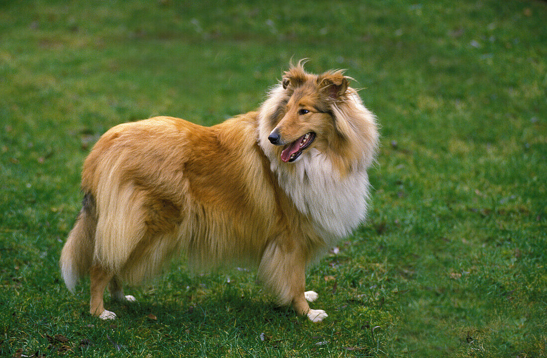 Collie Dog, Adult standing on Grass