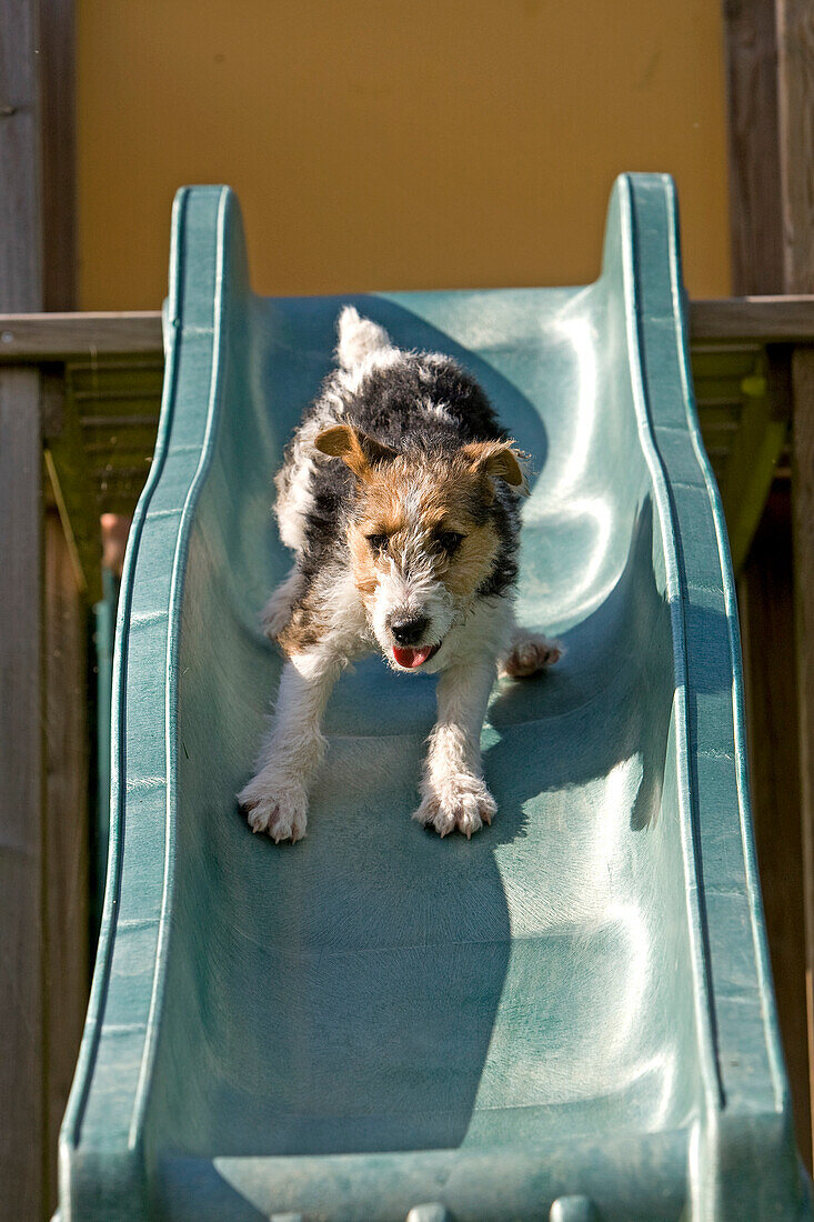 Wire-Haired Fox Terrier, Pup going Down the Slide