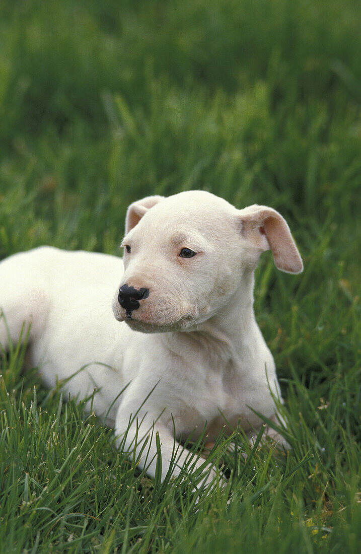 Argentinian Mastiff Dog (Old Standard Breed with Cut Ears), Pup