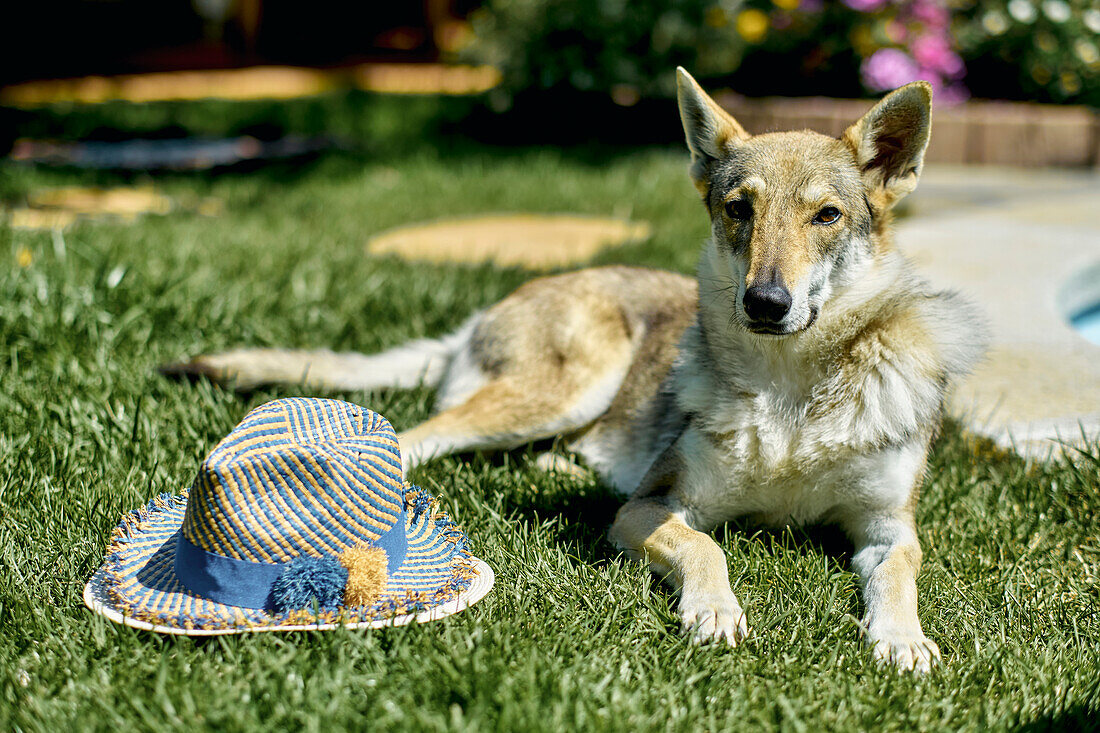 Porträt eines Wolfshundes, der im Garten eines Hauses im Freien auf dem Gras liegt und neben einem Hut in die Kamera blickt.