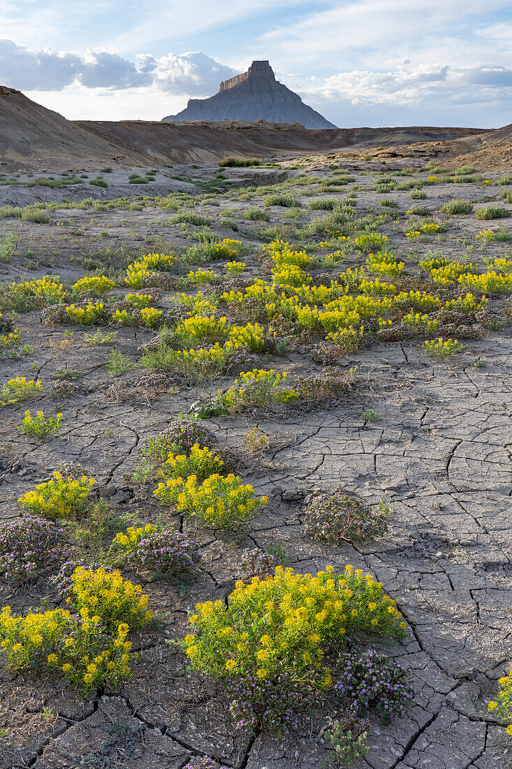 Palmer's Bee Plant & Low Scorpionweed blühen in der Caineville Desert bei Hanksville, Utah. Dahinter liegt Factory Butte.
