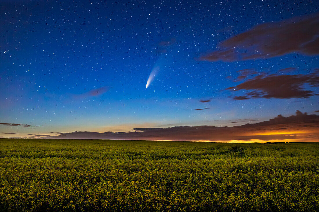 Der Komet NEOWISE (C/2020 F3) über einem reifenden Rapsfeld in der Nähe seines Wohnortes in Süd-Alberta, in der Nacht vom 15. zum 16. Juli 2020. Die Lichtverschmutzung durch ein nahe gelegenes Gaswerk, die von den tief hängenden Wolken reflektiert wird, trägt zur gelben Farbe rechts bei.