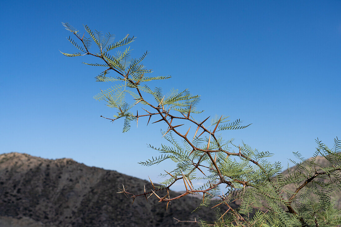 A thorny mesquite, Posopis torquata, in Ischigualasto Provincial Park, a UNESCO World Heritage Site in San Juan Province, Argentina.