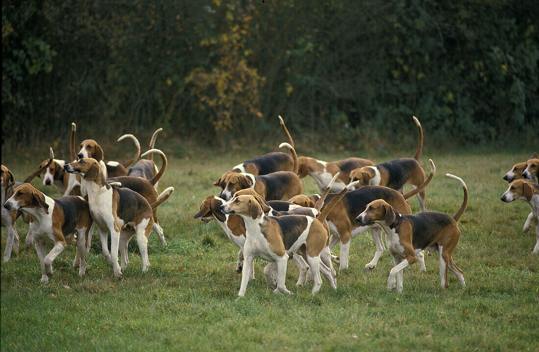 Poitevinischer Hund