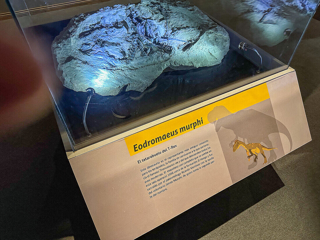 Skeleton of Eodromaeus murphi, a dinosaur from the Triassic Period in the museum of Ischigualasto Provincial Park in Argentina.