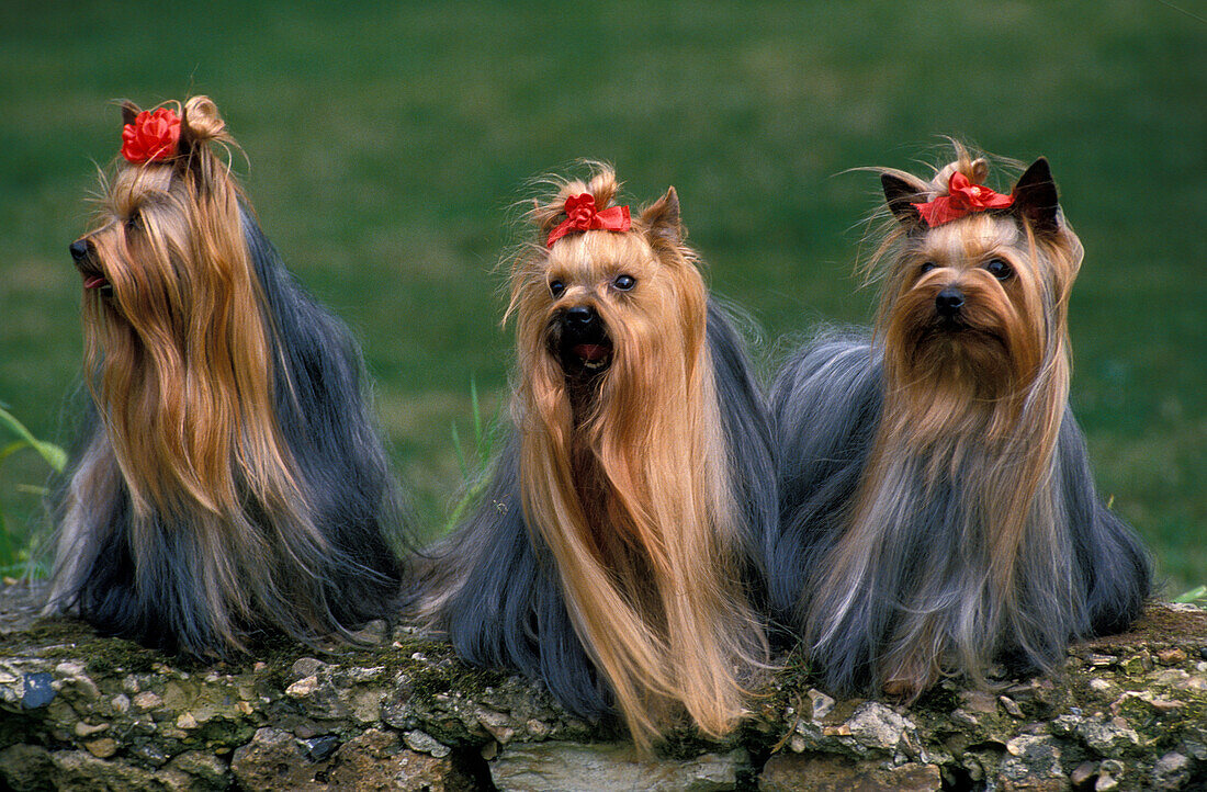 YORKSHIRE TERRIER, ADULTS STANDING ON STONE