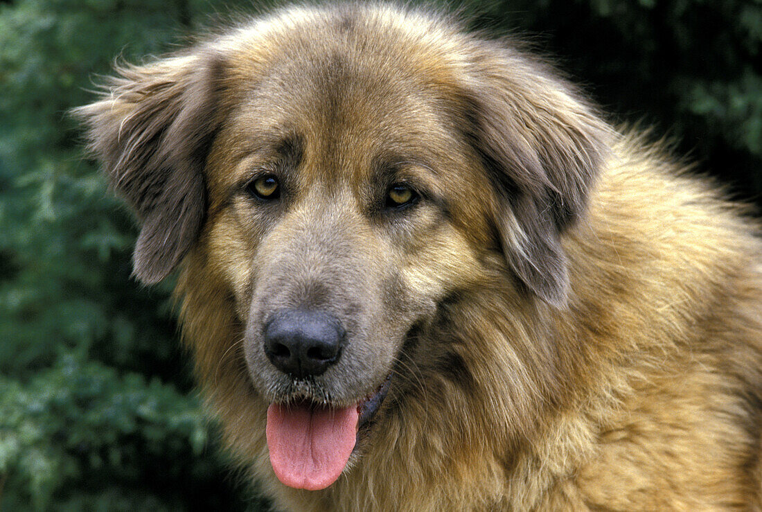 Cao Da Serra Da Estrela, Portugiesischer Sennenhund, Portrait