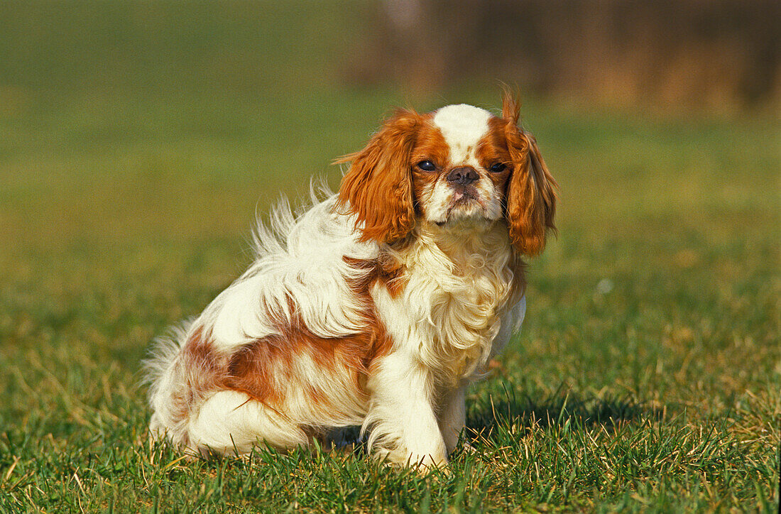 King Charles Spaniel Dog sitting on Grass