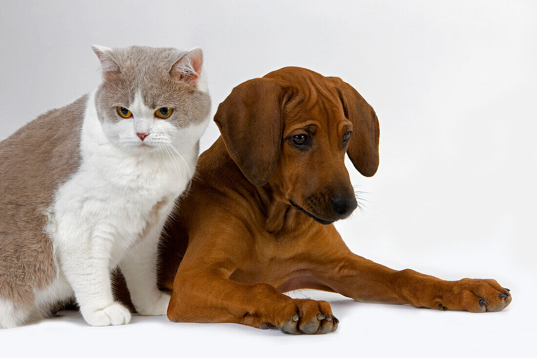 MALE LILAC AND WHITE BRITISH SHORTHAIR DOMESTIC CAT WITH A RHODESIAN RIDGEBACK 3 MONTHS OLD PUPPY