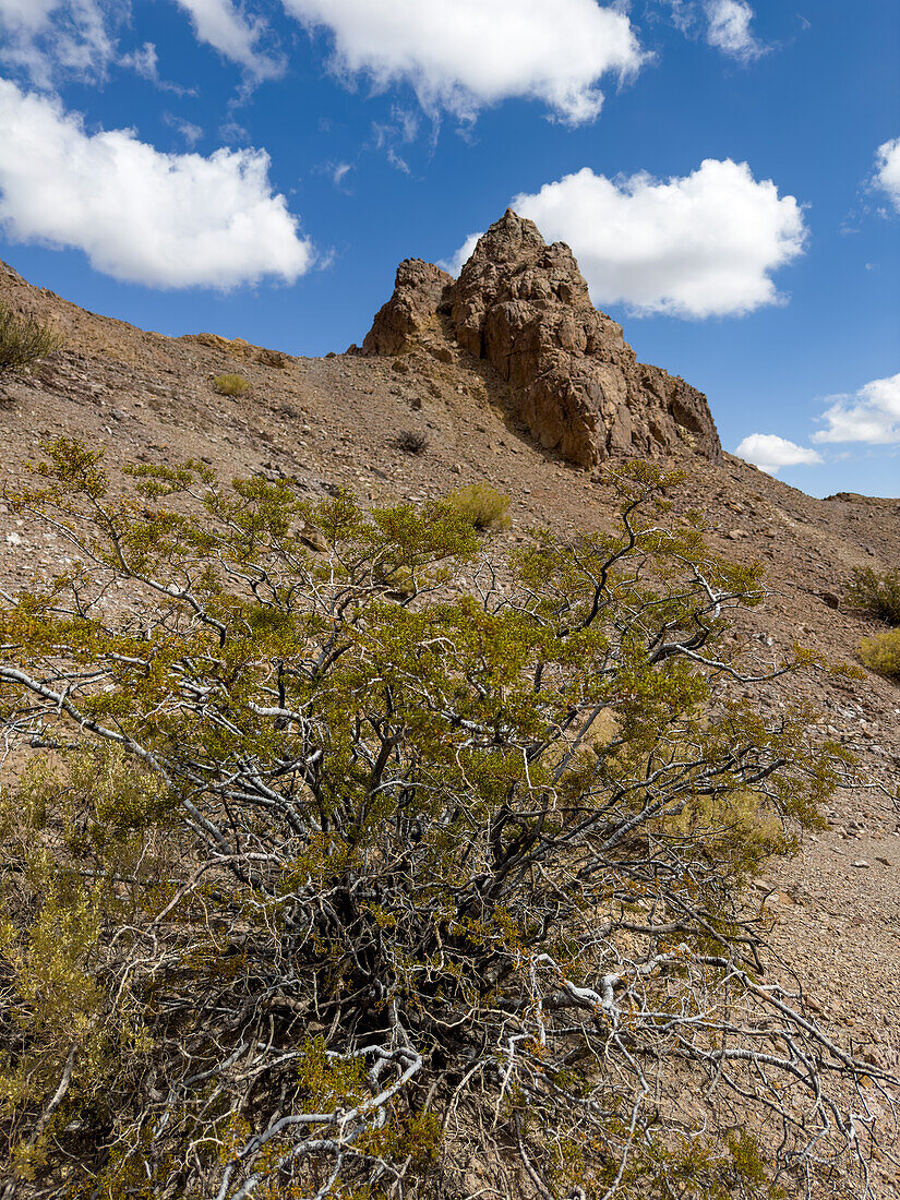 Eine Jarilla, Larrea divaricata, in der erodierten Landschaft im El Leoncito National Park in Argentinien.