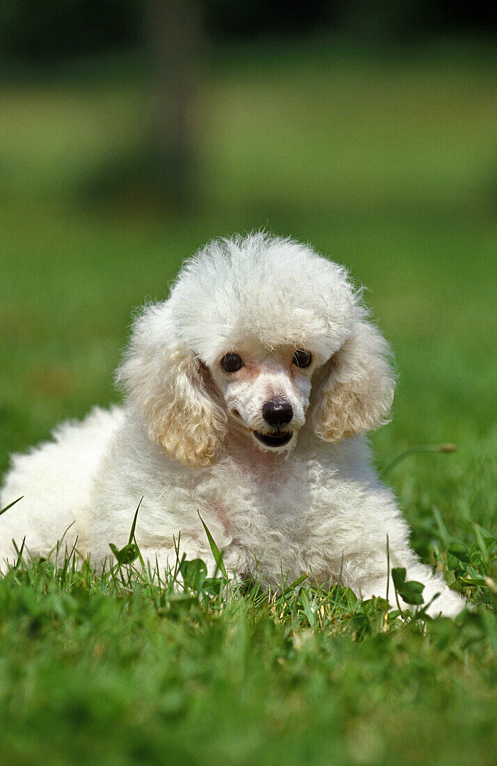 White Toy Poodle, Adult laying on Grass