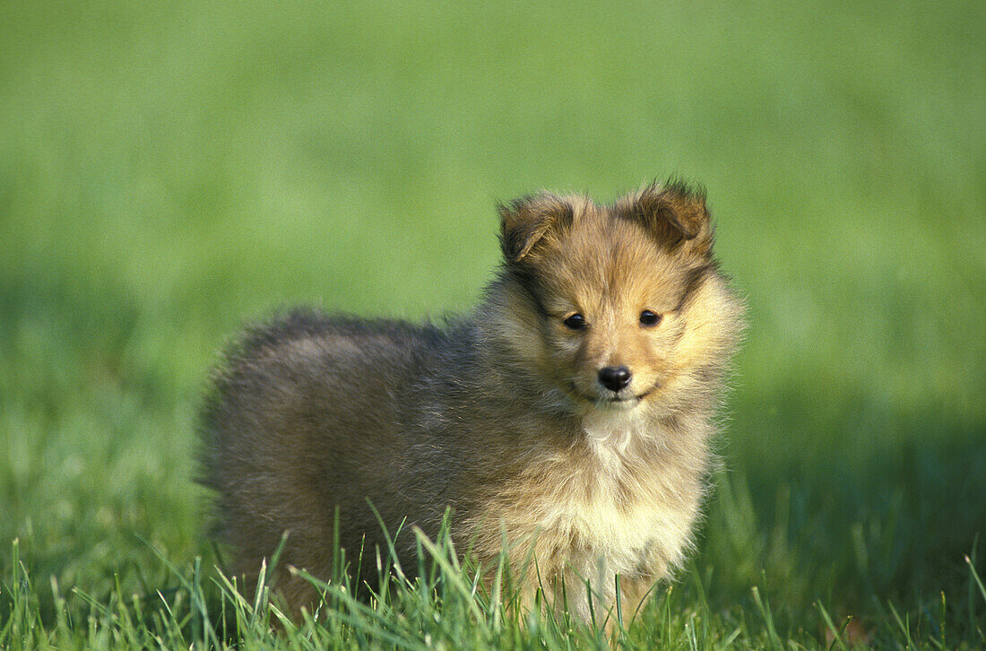 Shetland Sheepdog, Welpe stehend auf Rasen