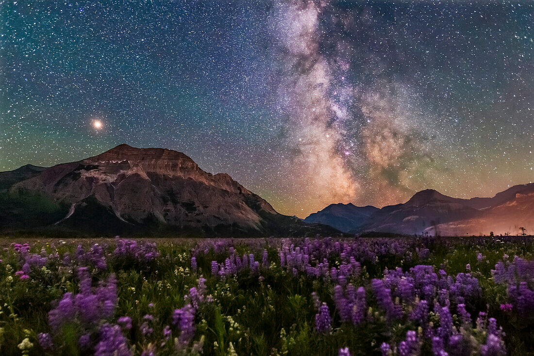 A flower-filled meadow at the Hay Barn Road at Waterton Lakes National Park, Alberta, with the summer Milky Way and Mars to the south over Waterton Valley and Vimy Peak at left.