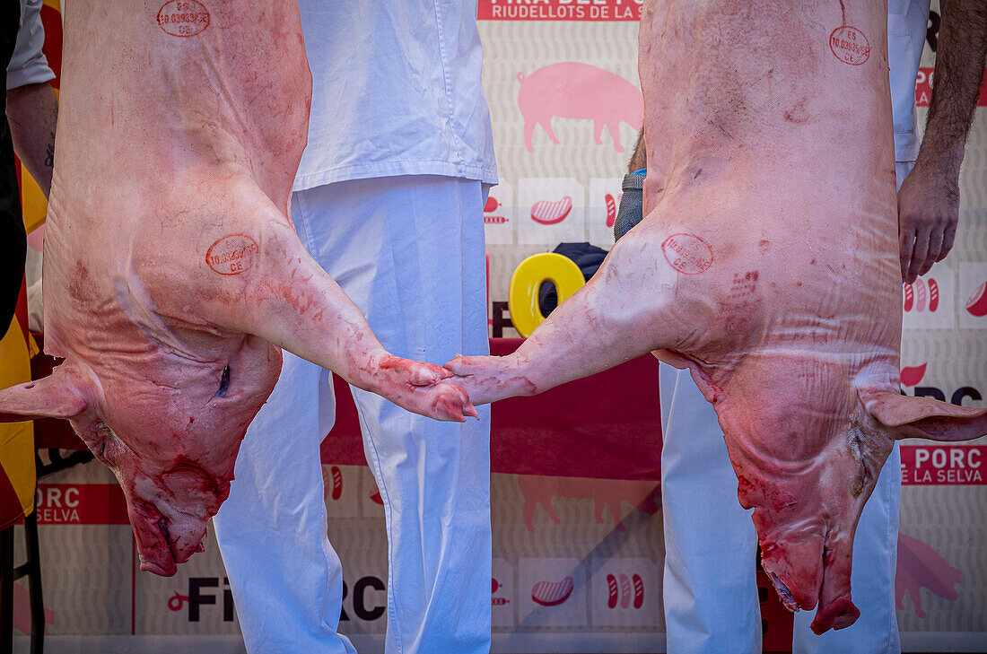 Butchers butchering a pig. Firaporc, pig fair, Riudellots de la Selva, Catalonia, Spain