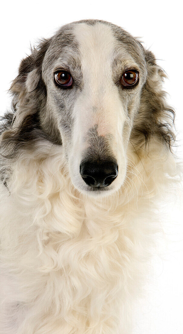 BORZOI ODER RUSSISCHER WOLFHUND