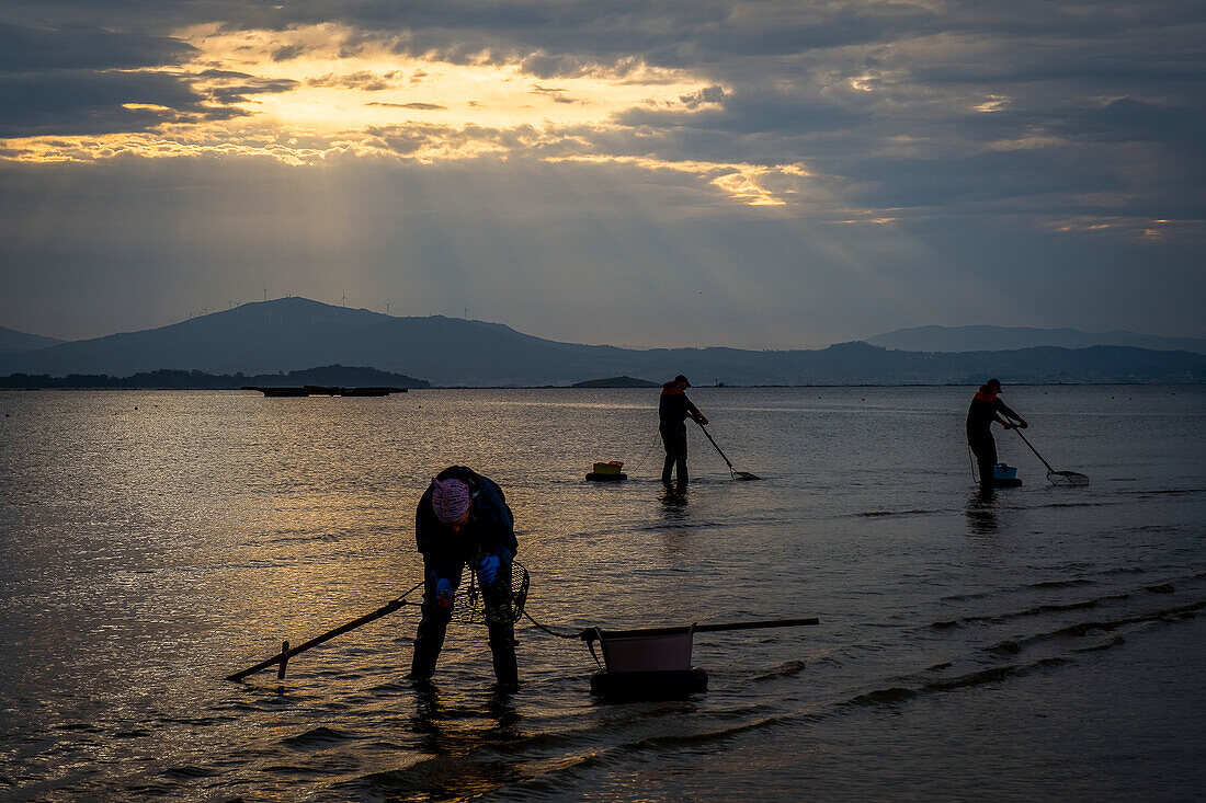 Muschelfischen, Arbeiter sammeln Muscheln am Strand Arenal in der Ria von Arosa, in Pobra do Caraminal, Spanien