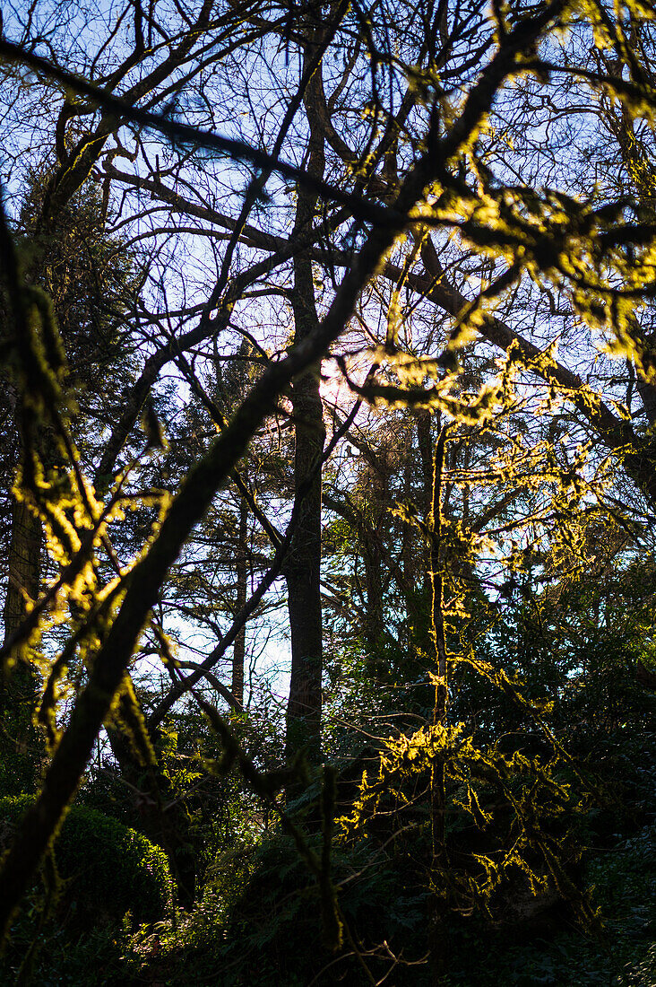 Park und Nationalpalast von Pena (Palacio de la Pena), Sintra, Portugal