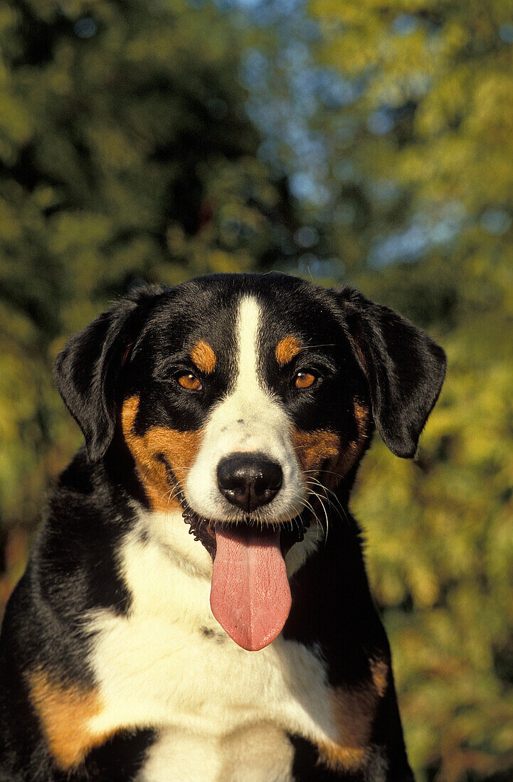 Großer Schweizer Sennenhund, Portrait mit herausgestreckter Zunge