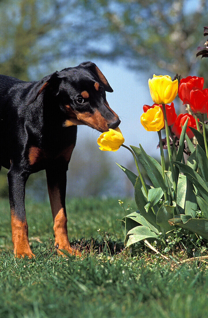 GERMAN PINSCHER DOG, ADULT SMELLING A TULIP