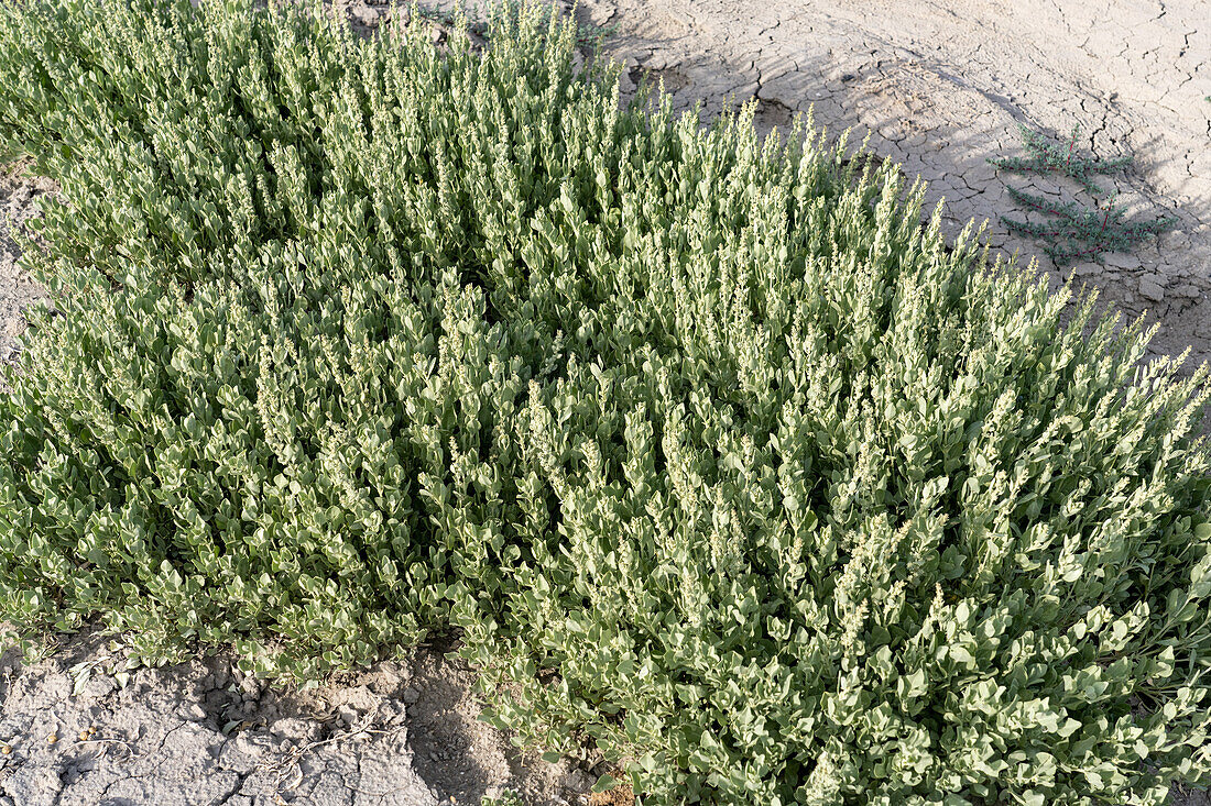 Shadscale Saltbrush, Atriplex confertifolia, in der Caineville-Wüste bei Hanksville, Utah.