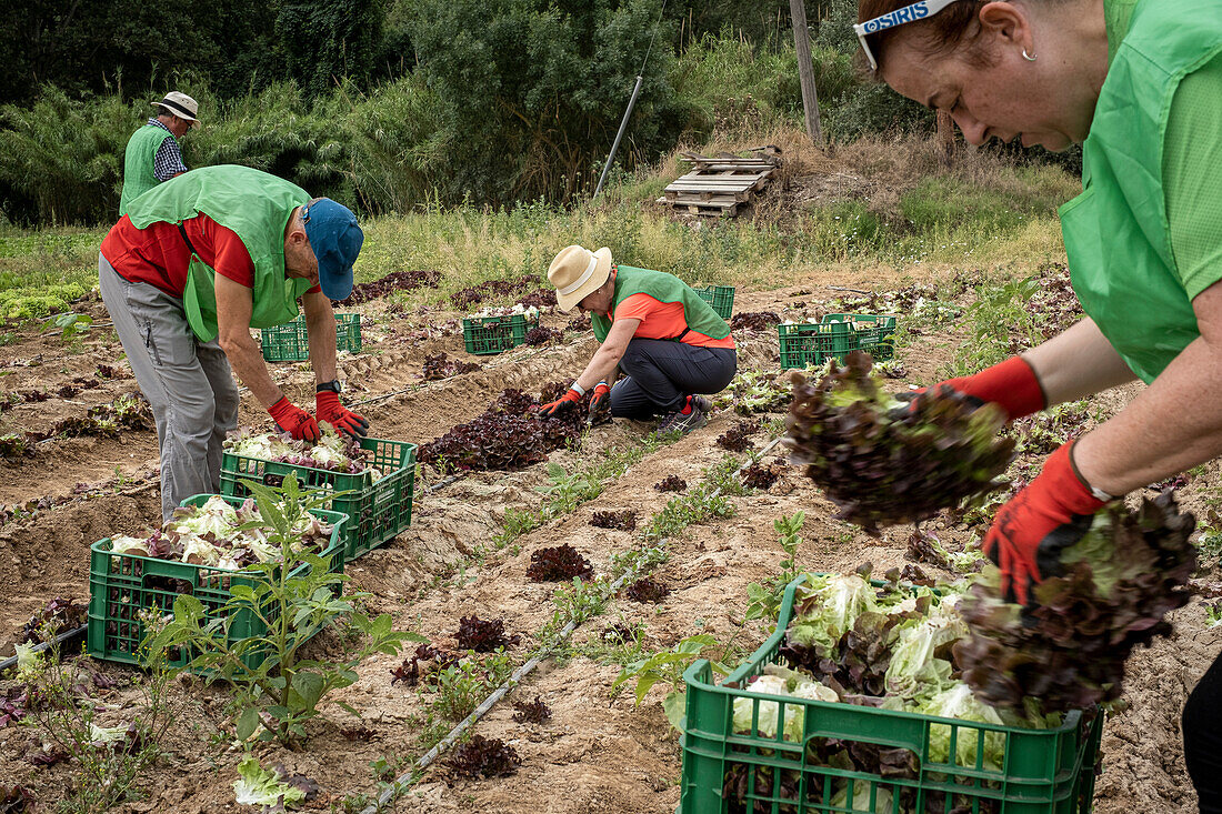 Freiwillige Helfer der Nichtregierungsorganisation Espigoladors sammeln auf den Feldern von Sant Boi de Llobregat, Spanien, Lebensmittel für bedürftige Familien.