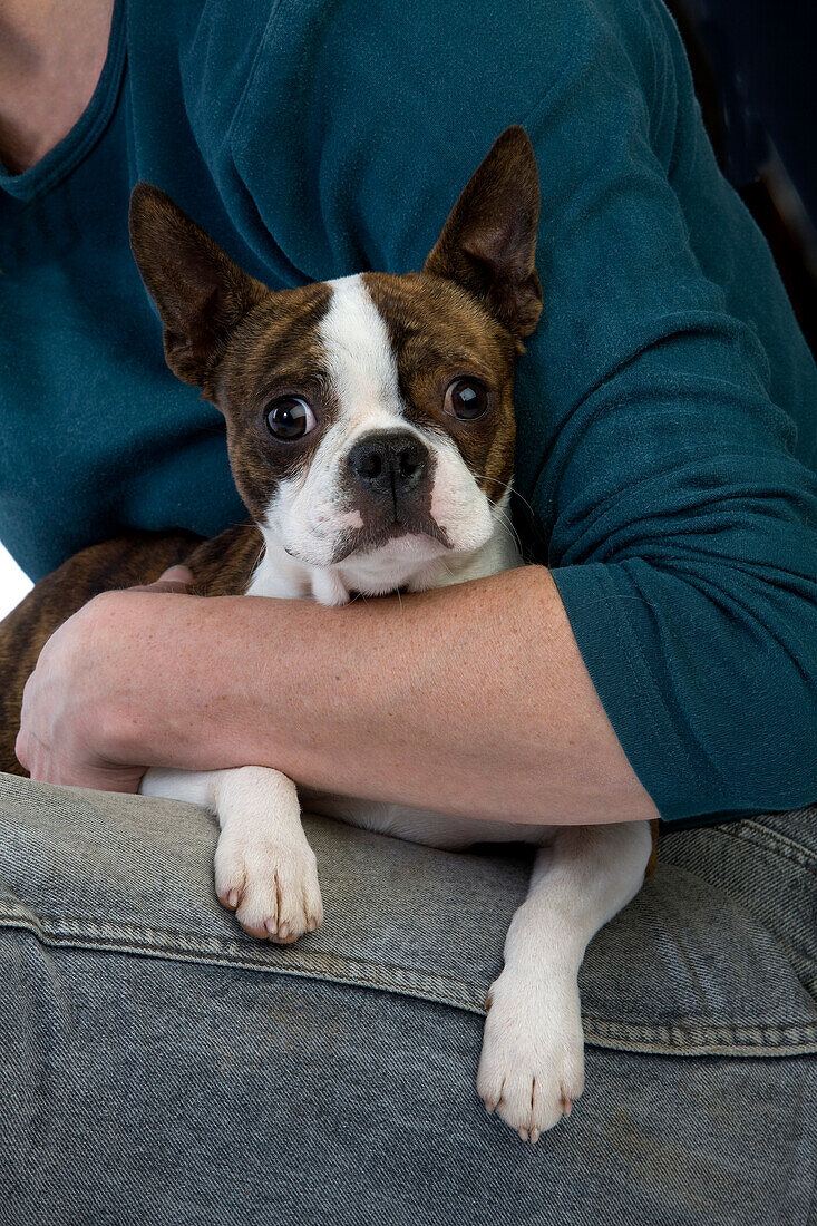 Boston Terrier Hund mit Frau