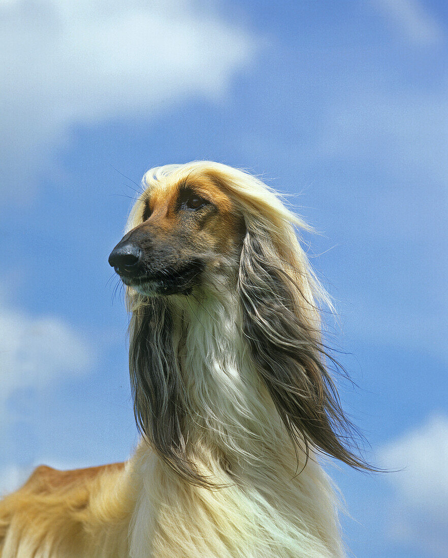 Afghanischer Windhund, Portrait eines Erwachsenen vor blauem Himmel