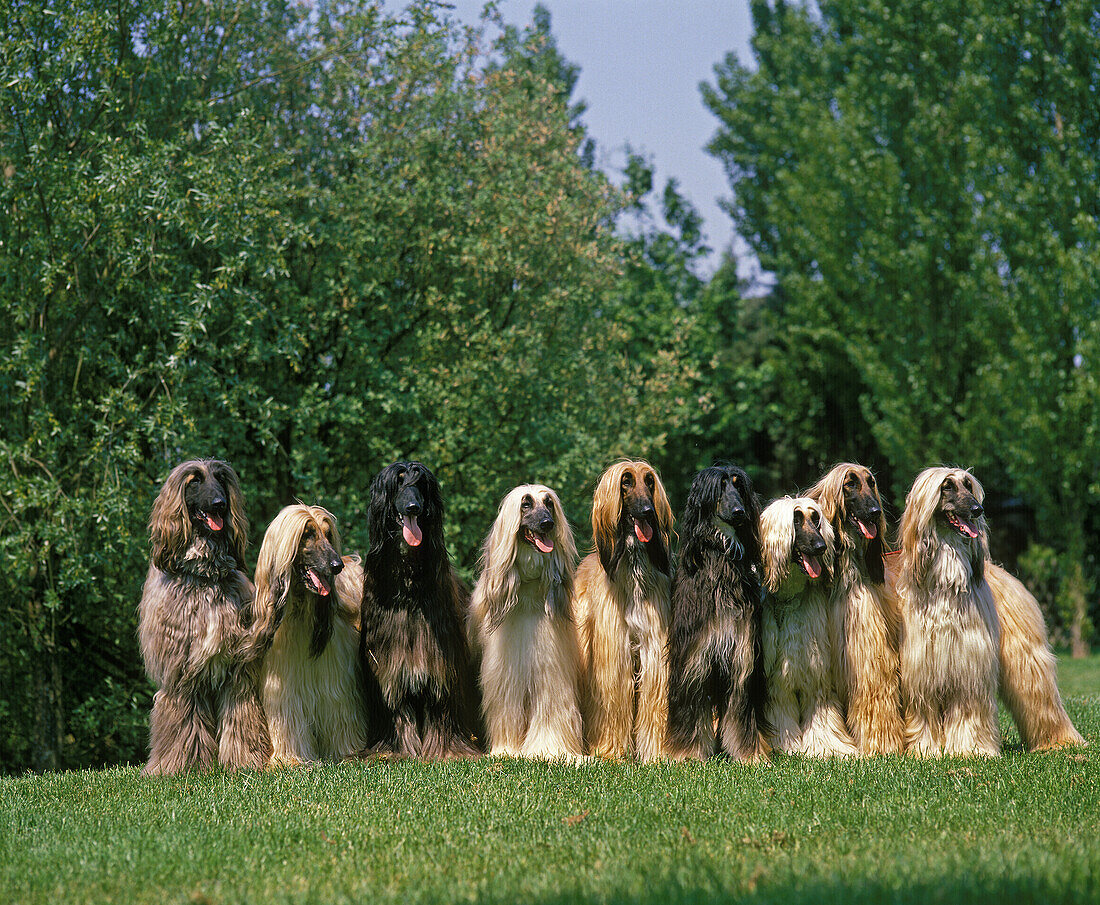 Afghan Hound, Dog standing on Lawn