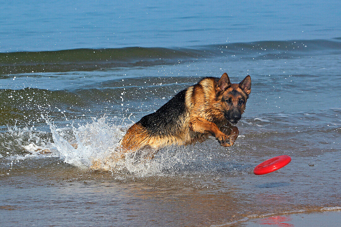 Deutscher Schäferhund, Rüde fängt Frisbee, Strand in der Normandie