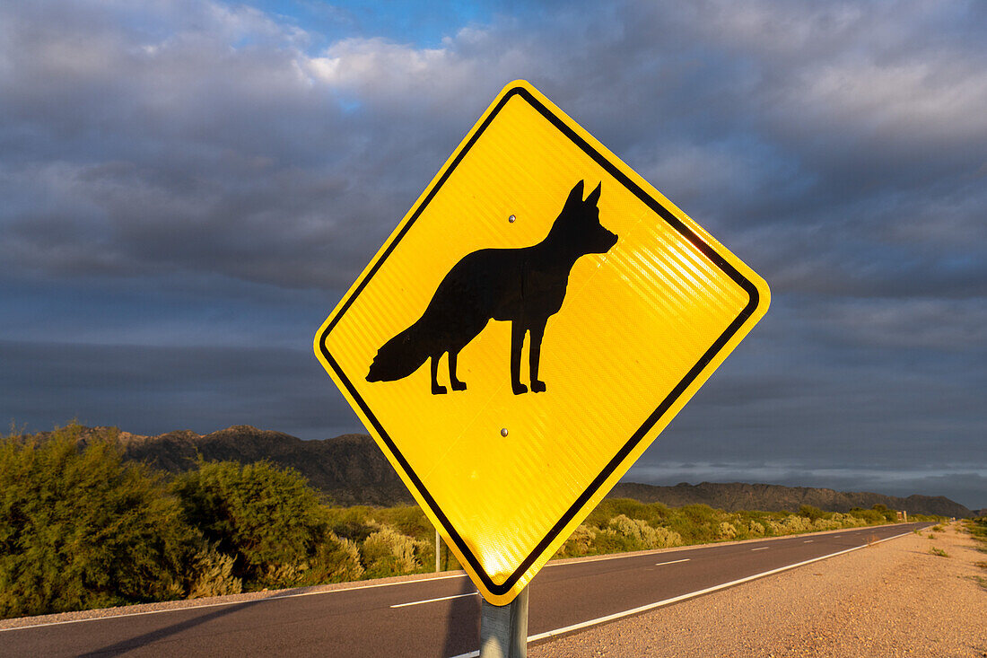 A wildlife caution sign for the Patagonian or South American Gray Fox in Talampaya National Park, La Rioja Province, Argentina.