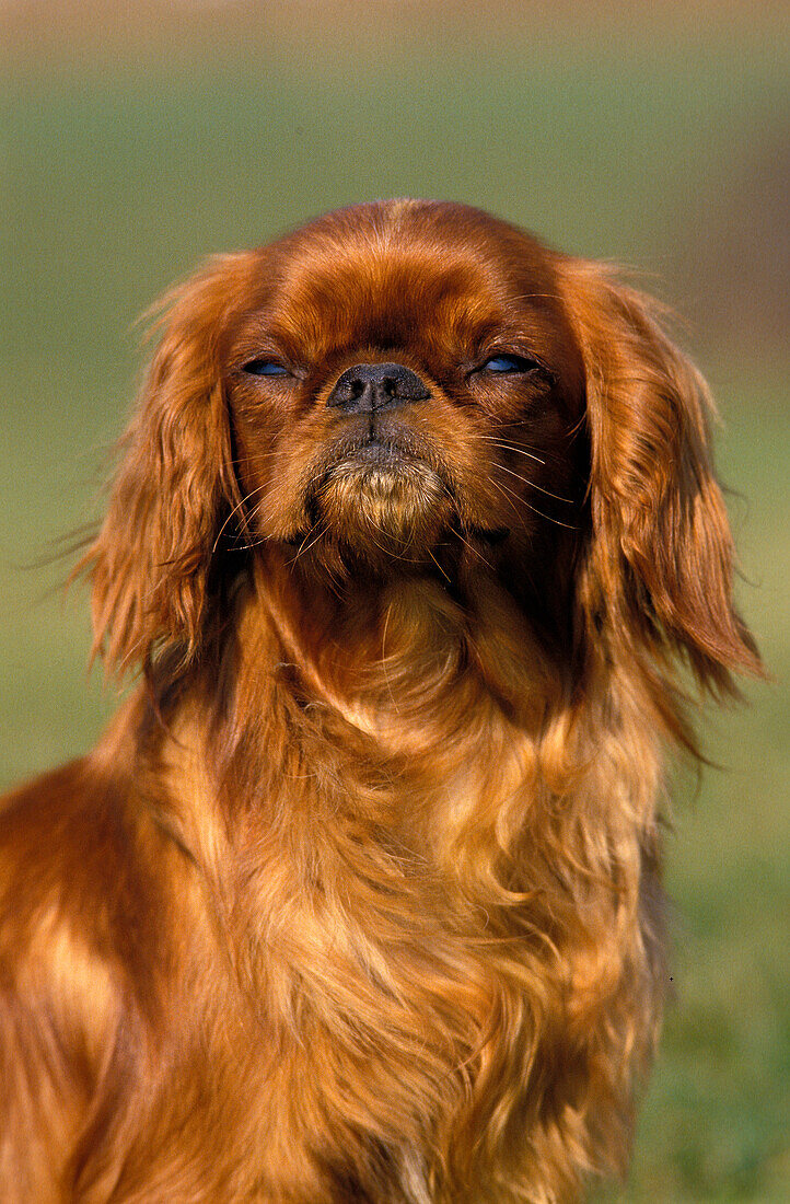 KING CHARLES SPANIEL DOG, PORTRAIT OF ADULT