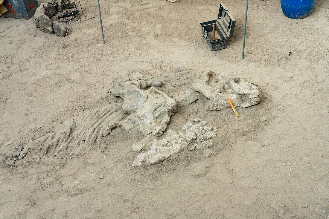 Tatsächliche Dinosaurierknochen in einer Rekonstruktion eines Dinosaurier-Ausgrabungslagers im William Sill Museum im Ischigualasto Provincial Park, Argentinien.