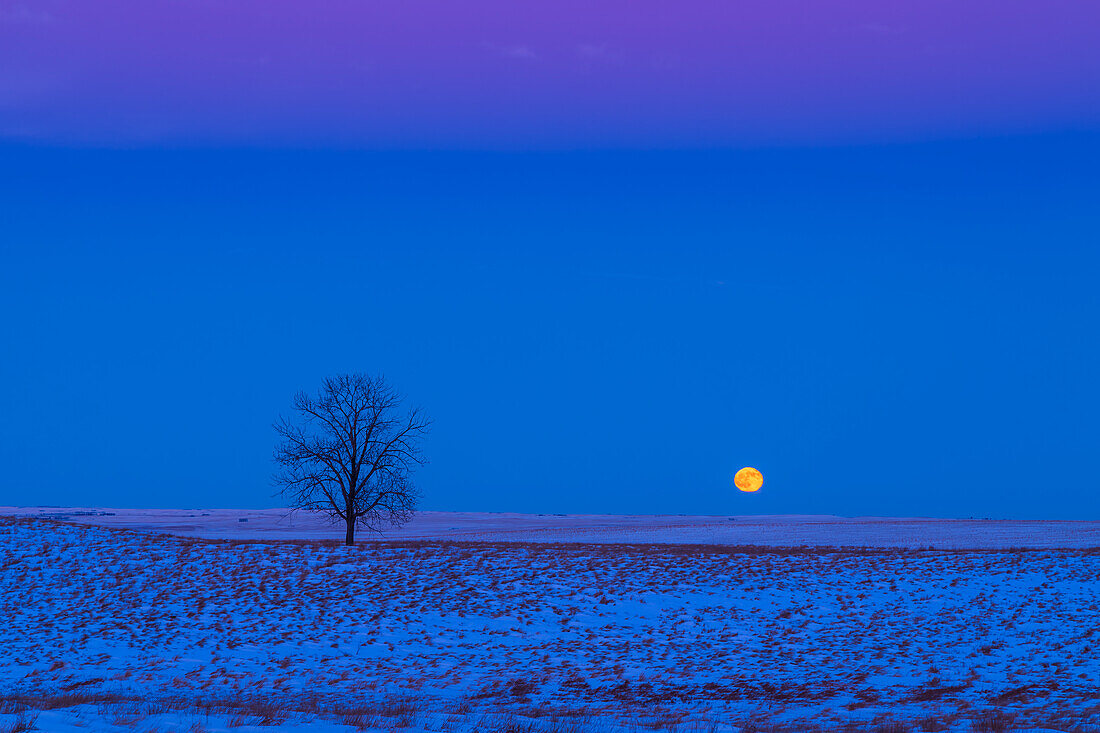 Der aufsteigende, fast volle Mond am 19. Dezember 2021 über einer verschneiten Prärie mit einem einsamen Baum und der kalten, blauen Dämmerung, die den Schnee beleuchtet, kontrastiert mit dem Rosa des Venusgürtels darüber.