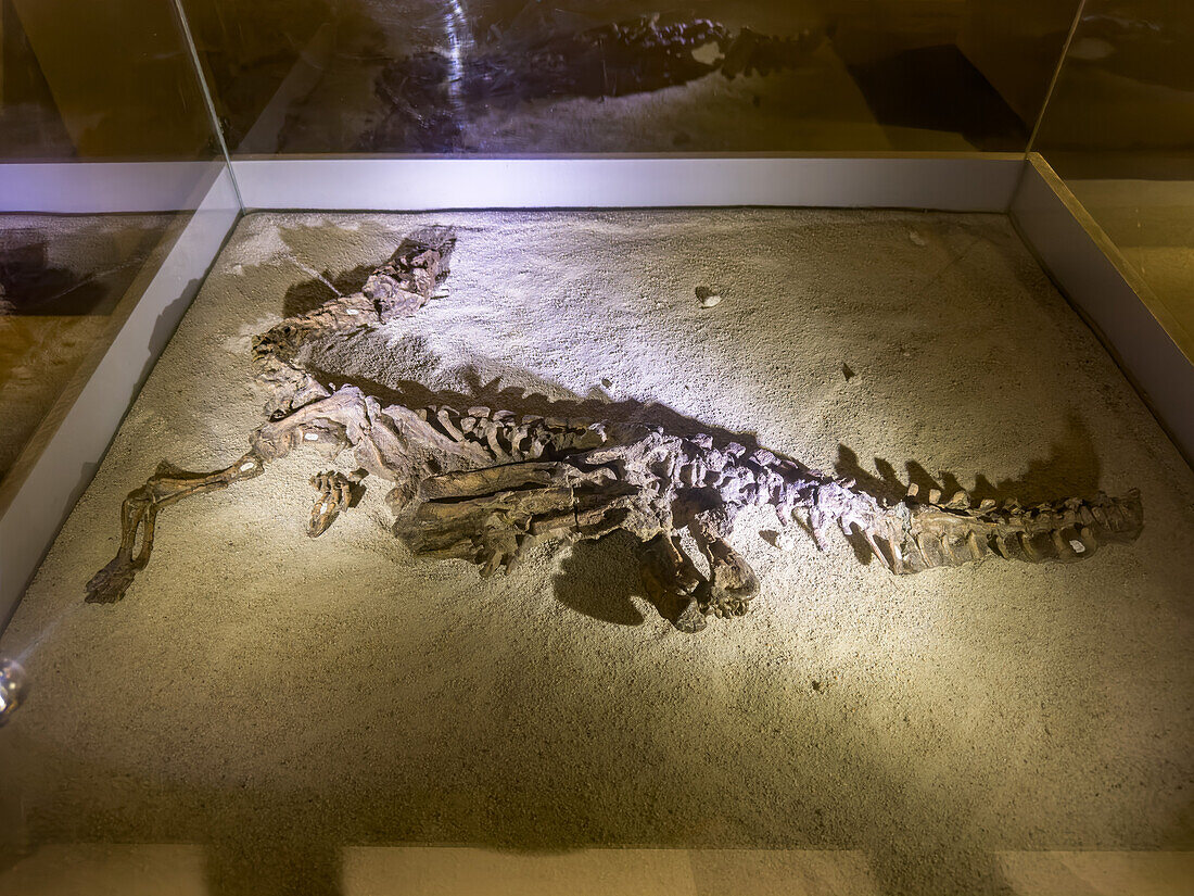 Skeleton of Eoraptor lunensis, a dinosaur from the Triassic Period in the museum of Ischigualasto Provincial Park in Argentina.