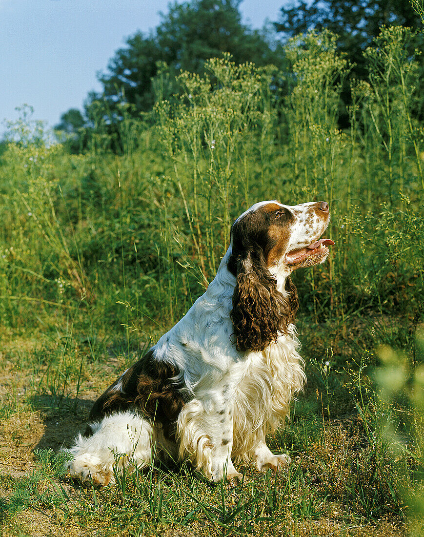 English Cocker Spaniel standing on Grass