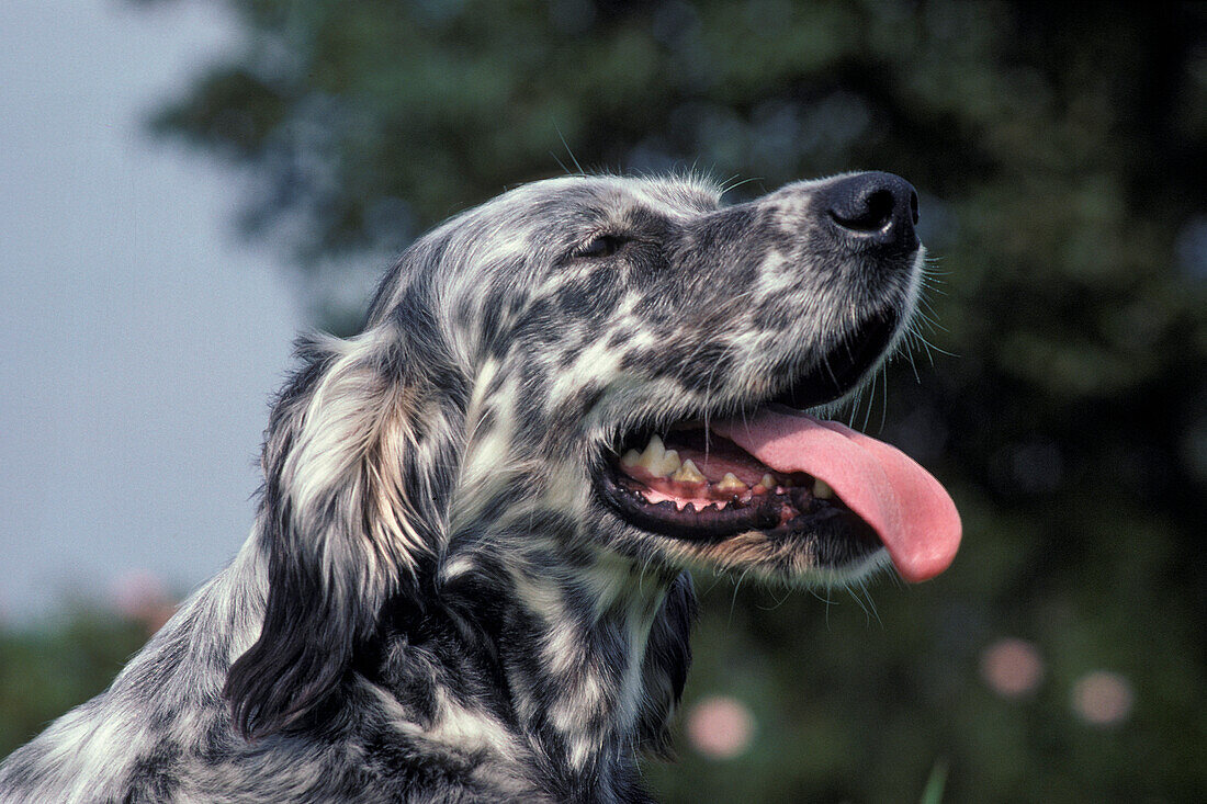 English Setter Hund, Portrait eines Erwachsenen mit geöffnetem Maul