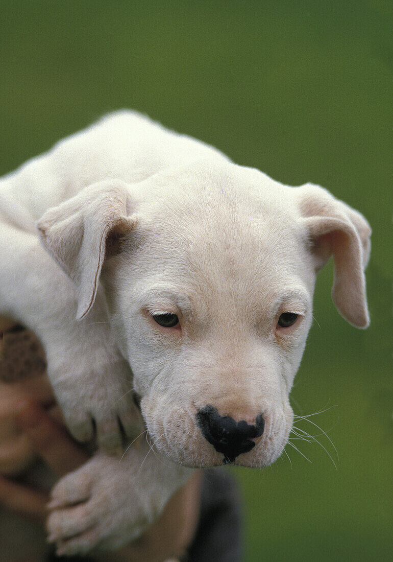 Argentinian Mastiff Dog (Old Standard Breed with Cut Ears), Pup