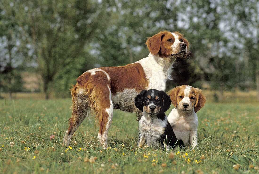 Brittany Spaniel, Mother with Cub standing on Grass