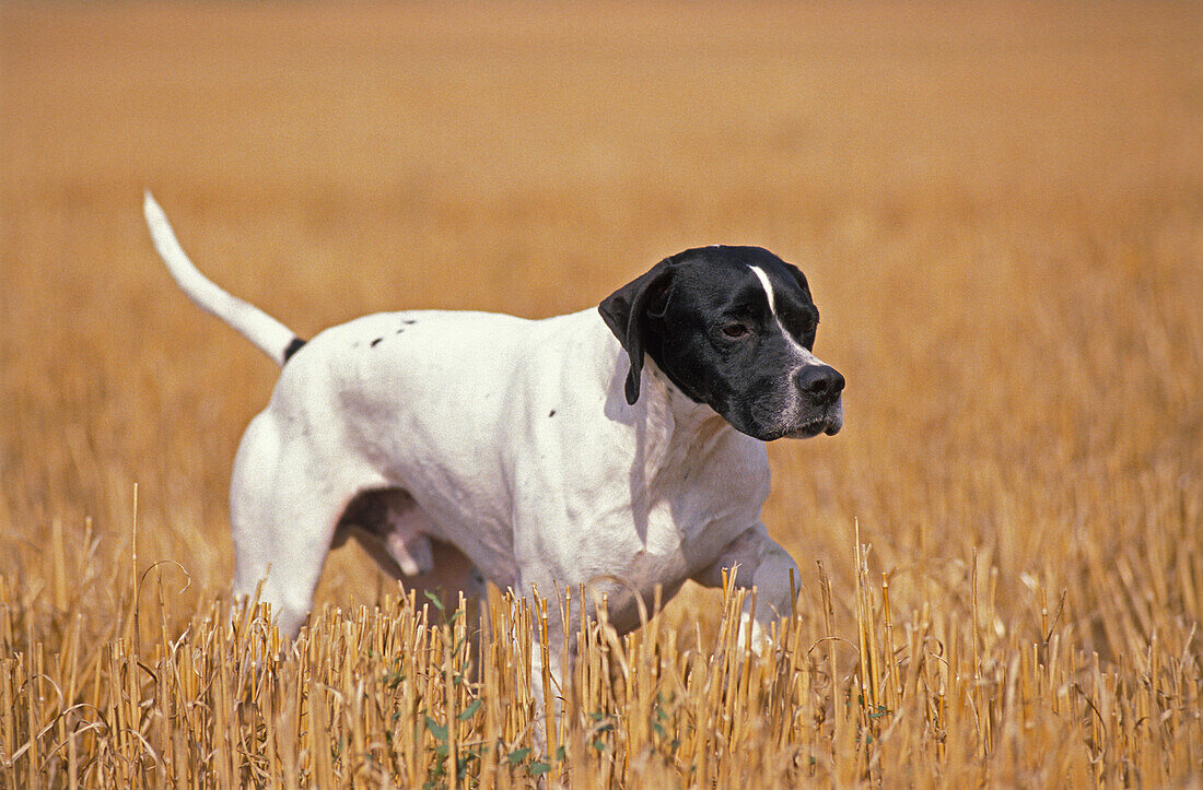 Männlicher Vorstehhund in einem Weizenfeld