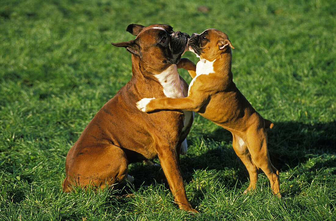Boxerhund, (Alte Standardrasse mit abgeschnittenen Ohren), Mutter spielt mit Welpe