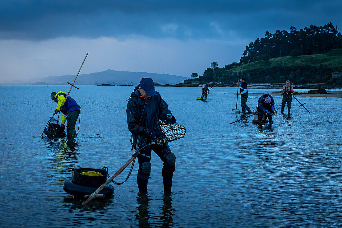 Shellfishing, workers collecting shellfish at the Arenal beach in the Ria of Arosa, in Pobra do Caraminal, Spain