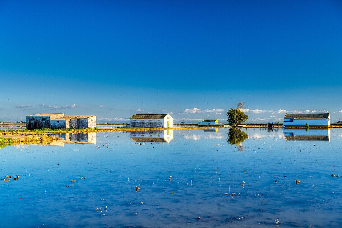 Bauernhäuser spiegeln sich in einem Reisfeld, Isla Mayor, Sevilla, Spanien.